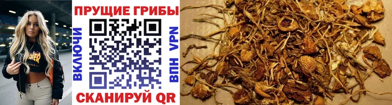 Галлюциногенные грибы Psilocybe  цены   ссылка на мегу зеркало  Бийск 